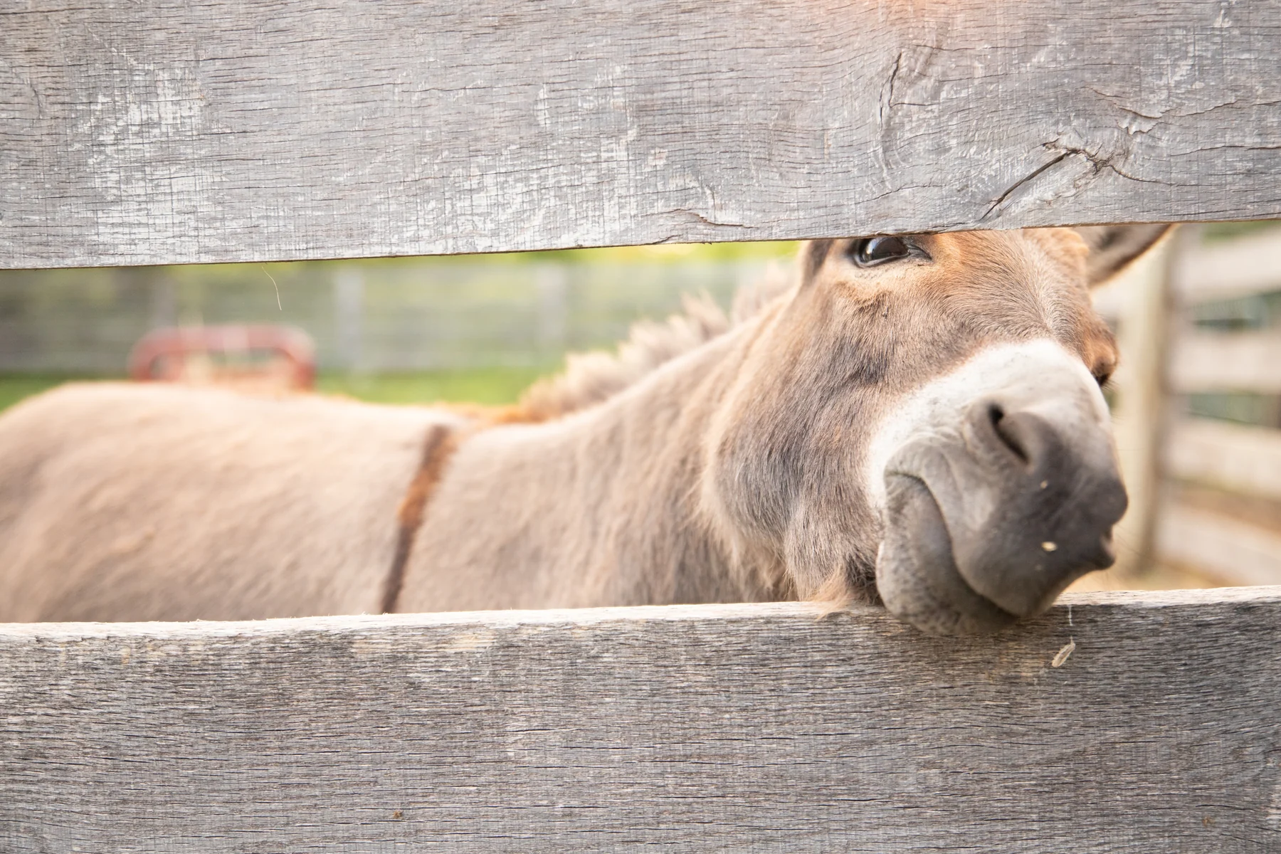 Hart Hill Farm and its animals